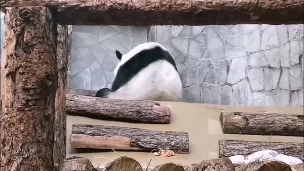 #viral | Moscow Zoo Pandas Head Indoors as City Heats Up! - Sputnik Africa