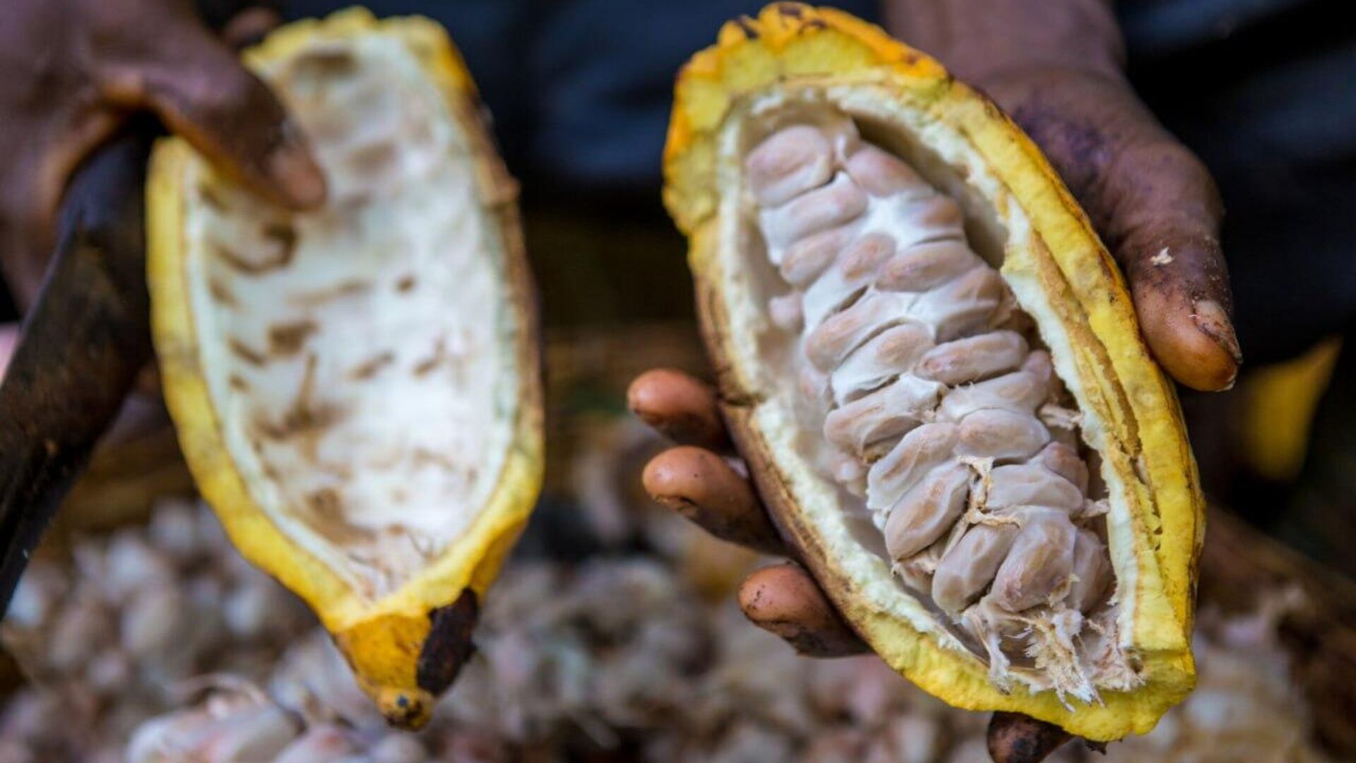 Cocoa Crisis Deepens in West Africa as 10% Drop in Output Reportedly Expected in 2025-2026 Cocoa Crisis Deepens in West Africa as 10% Drop in Output Reportedly Expected in 2025-2026 - Sputnik Africa, 1920, 09.07.2025