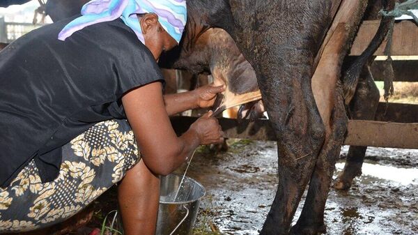 Zimbabwe Poised for Milk Self-Sufficiency: State Media - Sputnik Africa
