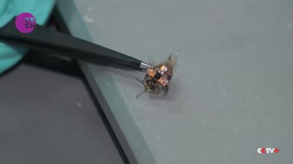 #viral | Future is Buzzing: China Unveils Cyborg Bee That Carries Out Commands With 90% Accuracy - Sputnik Africa
