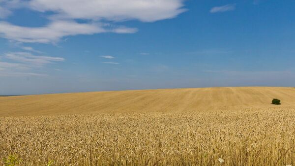 Russia Dissatisfied With Outcomes of UN Agricultural Export Deal - Sputnik Africa