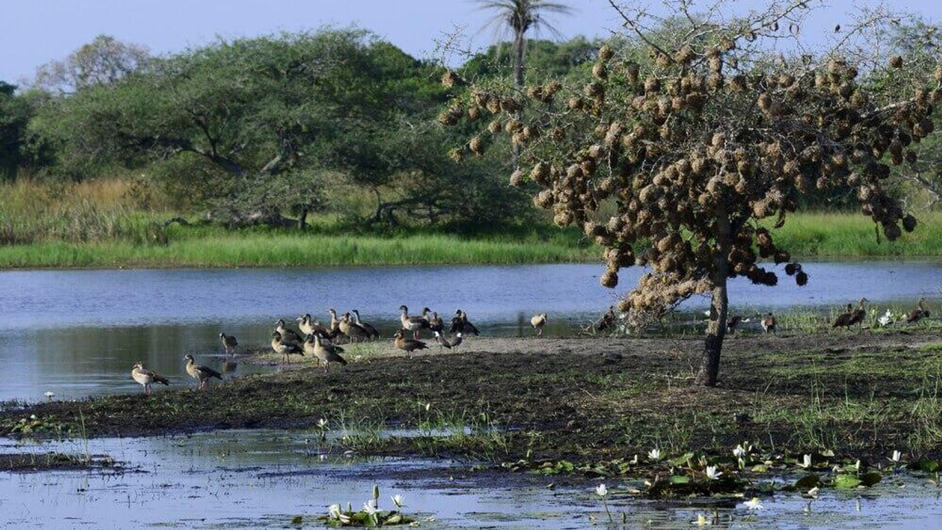Bijagós Archipelago Earns UNESCO World Heritage Status – Guinea-Bissau’s First Bijagós Archipelago Earns UNESCO World Heritage Status – Guinea-Bissau’s First - Sputnik Africa, 1920, 13.07.2025