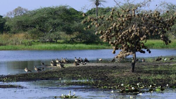 Bijagós Archipelago Earns UNESCO World Heritage Status – Guinea-Bissau’s First - Sputnik Africa