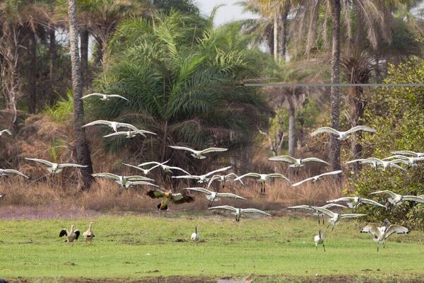 Bijagós Archipelago Earns UNESCO World Heritage Status – Guinea-Bissau’s First Bijagós Archipelago Earns UNESCO World Heritage Status – Guinea-Bissau’s First - Sputnik Africa