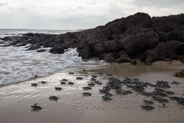 Bijagós Archipelago Earns UNESCO World Heritage Status – Guinea-Bissau’s First Bijagós Archipelago Earns UNESCO World Heritage Status – Guinea-Bissau’s First - Sputnik Africa