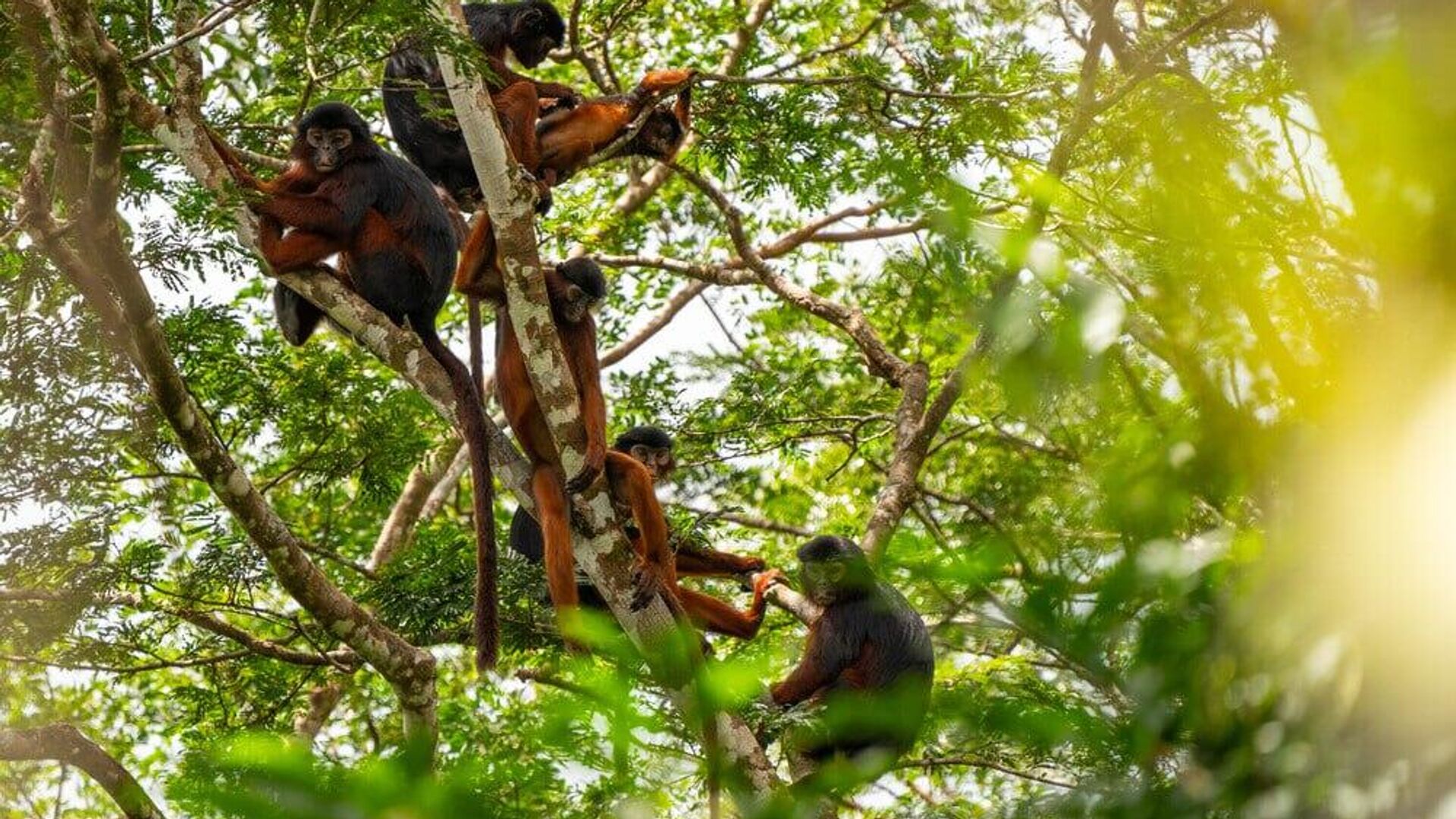 Sierra Leone Celebrates Its First UNESCO World Heritage Site: Gola-Tiwai Sierra Leone Celebrates Its First UNESCO World Heritage Site: Gola-Tiwai - Sputnik Africa, 1920, 13.07.2025