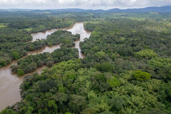 Sierra Leone Celebrates Its First UNESCO World Heritage Site: Gola-Tiwai Sierra Leone Celebrates Its First UNESCO World Heritage Site: Gola-Tiwai - Sputnik Africa