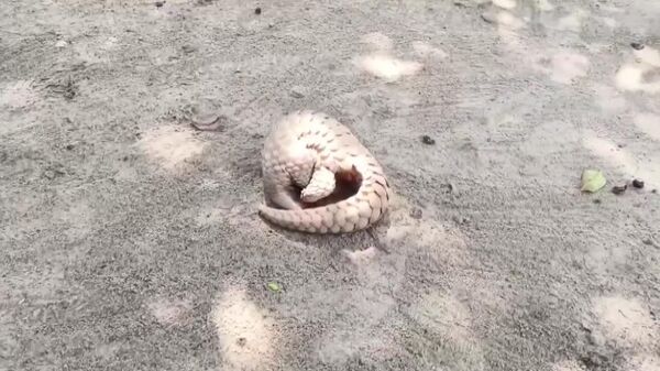 #viral | Indian Military Rescues Rare Pangolin Along Line of Control in Jammu & Kashmir, Hands It Over to Wildlife Department - Sputnik Africa