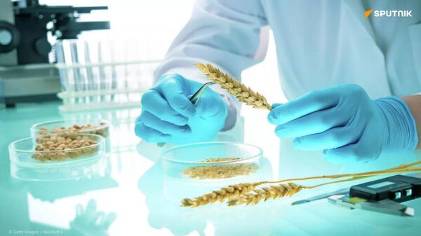 Russia Unveils Key to Future of Agriculture - Sputnik Africa