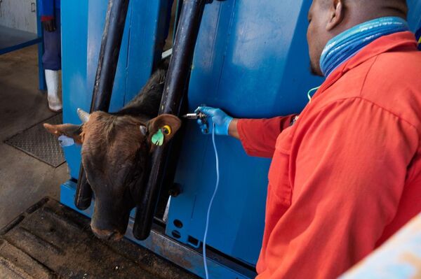 Number of Foot & Mouth Disease Outbreaks Reaches 270 Across South Africa, Agriculture Department Warns Number of Foot & Mouth Disease Outbreaks Reaches 270 Across South Africa, Agriculture Department Warns - Sputnik Africa