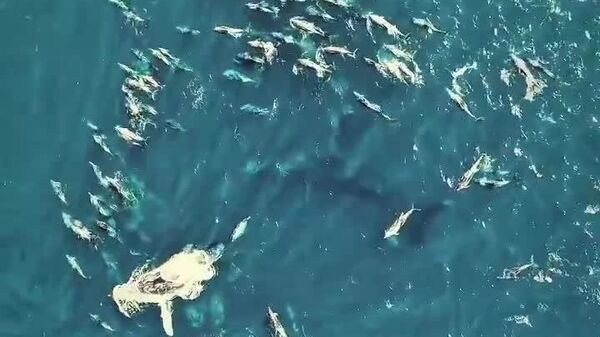 #viral | Hundreds of Dolphins Swim Alongside Humpback Whales Near Brazilian Coast - Sputnik Africa