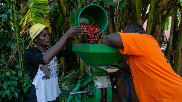 Zimbabwe Coffee Exports Rebound, Production Expected to Rise - Sputnik Africa