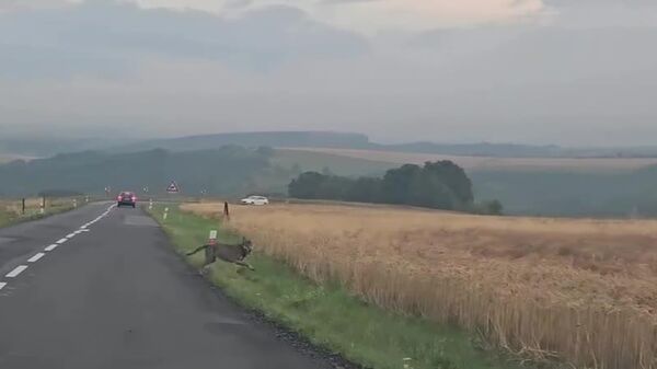 #viral | Fierce but Friendly: Wild Wolf Can’t Contain His Excitement to Play With Passersby - Sputnik Africa