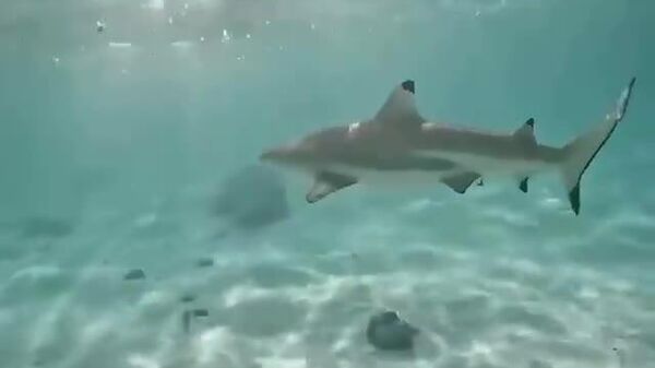 #viral | Bless You, Shark! - Sputnik Africa