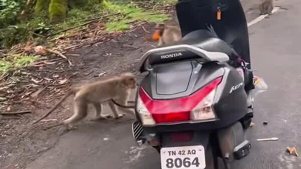 #viral | Monkey Mischief in India! - Sputnik Africa