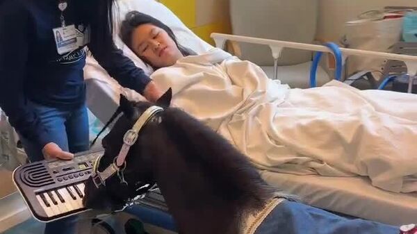 #viral | Some US Clinics Use Ponies to Wake Up Patients After Surgery - Sputnik Africa