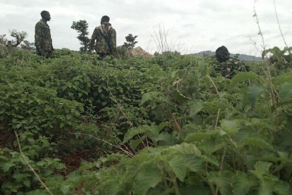 Nigerian Army Reportedly Eliminates at Least 95 Terrorists in Major Anti-Bandit Operation Nigerian Army Reportedly Eliminates at Least 95 Terrorists in Major Anti-Bandit Operation - Sputnik Africa