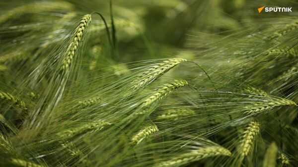 Les ventes de céréales d'Ukraine chutent après la fin des préférences commerciales de l’UE - Sputnik Afrique