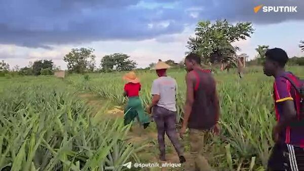Le Burkina Faso bat son record de production d’ananas et vise le marché mondial - Sputnik Afrique