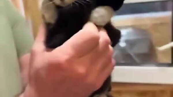 #viral | Double Trouble? More Like Double Cuteness! - Sputnik Africa