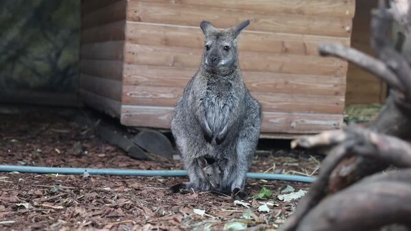 #viral | Baby Kangaroo Born in Moscow Zoo - Sputnik Africa