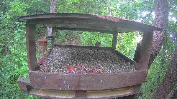 #viral | XXXL Bird: A Bear Plays Glutton by Inviting Himself to a Bird Feeder in Slovakia - Sputnik Africa