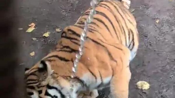 Célébrons la Journée internationale du tigre avec une dose de mignonnerie! - Sputnik Afrique