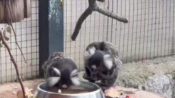 #viral | Small Primate, Big Joy: Baby Marmoset Born at St - Sputnik Africa