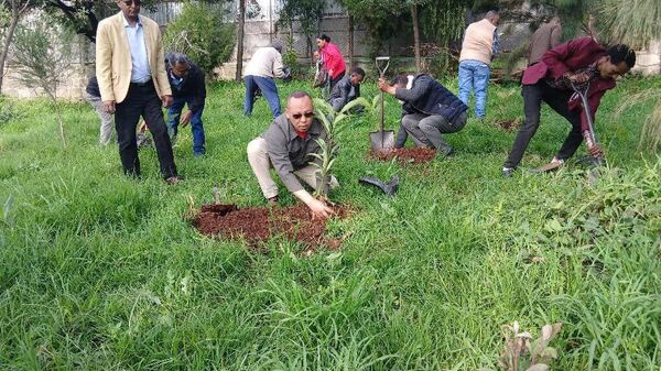 Ethiopia Plants 700 Million Trees in a Day: A Nation United for the Environment - Sputnik Africa
