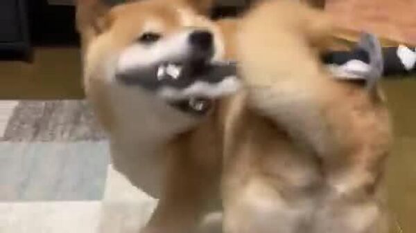#viral | Dog Breathing, First Style - Sputnik Africa