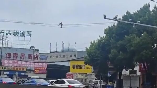 #viral | New Electrician in Town! - Sputnik Africa