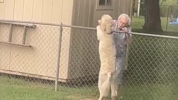 #viral | Heartbreaking Loyalty: Dog Still Waits for 94-Year-Old Friend Who Has Passed Away - Sputnik Africa