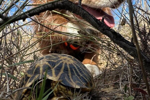 Sniffing Out Survival: Dogs Join Fight to Save SA's Endangered Tortoise, Senior Conservation Officer Says Sniffing Out Survival: Dogs Join Fight to Save SA's Endangered Tortoise, Senior Conservation Officer Says - Sputnik Africa