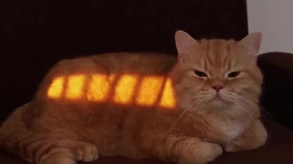 #viral | Catbus, Catbus, Where Are You Off To? - Sputnik Africa