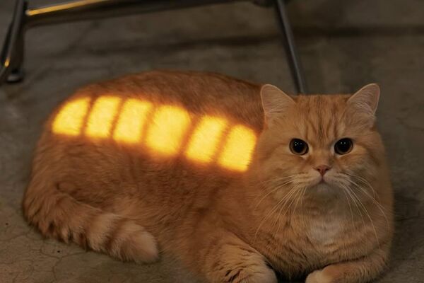 #viral | Catbus, Catbus, Where Are You Off To? #viral | Catbus, Catbus, Where Are You Off To? - Sputnik Africa