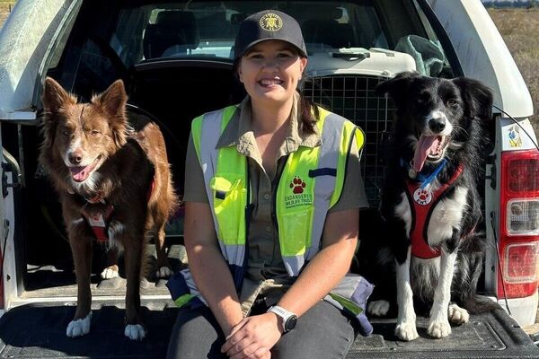 Des chiens au flair incroyable utilisés pour sauver les tortues d'Afrique du Sud! - Sputnik Afrique