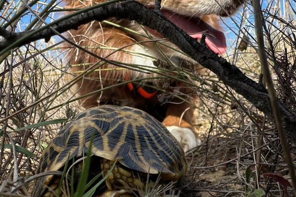 Des chiens au flair incroyable utilisés pour sauver les tortues d'Afrique du Sud! - Sputnik Afrique