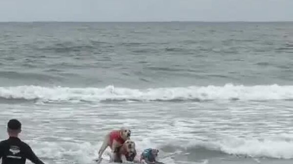 #viral | ‍ Furry Champions Ride the Waves at World Dog Surfing Championship Near San Francisco - Sputnik Africa