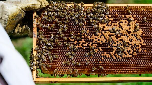 EU-Banned Pesticides, Sold by European Firms in East Africa, Are Killing Bees & Harming Ecosystems - Sputnik Africa