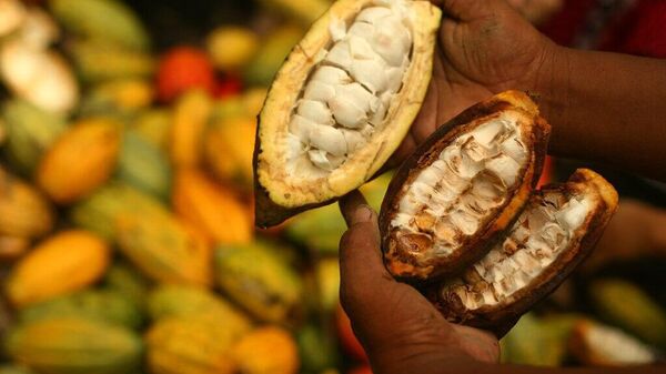 West African Cocoa Harvest Shortfalls Signal Persistent High Prices - Sputnik Africa