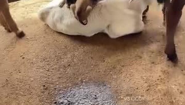 Partagez un moment de tendresse avec ce veau, meilleur ami des chiots - Sputnik Afrique