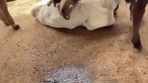 #viral | Adorable Calf Forms Sweet Bond With Litter of Puppies - Sputnik Africa