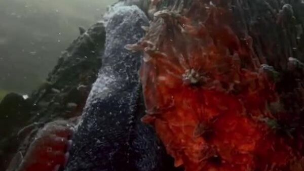 Un poulpe trop sympa fait sensation à Sakhaline - Sputnik Afrique