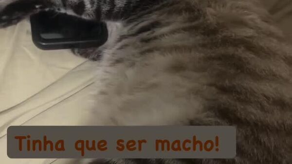 Un chat brésilien accro à son smartphone - Sputnik Afrique