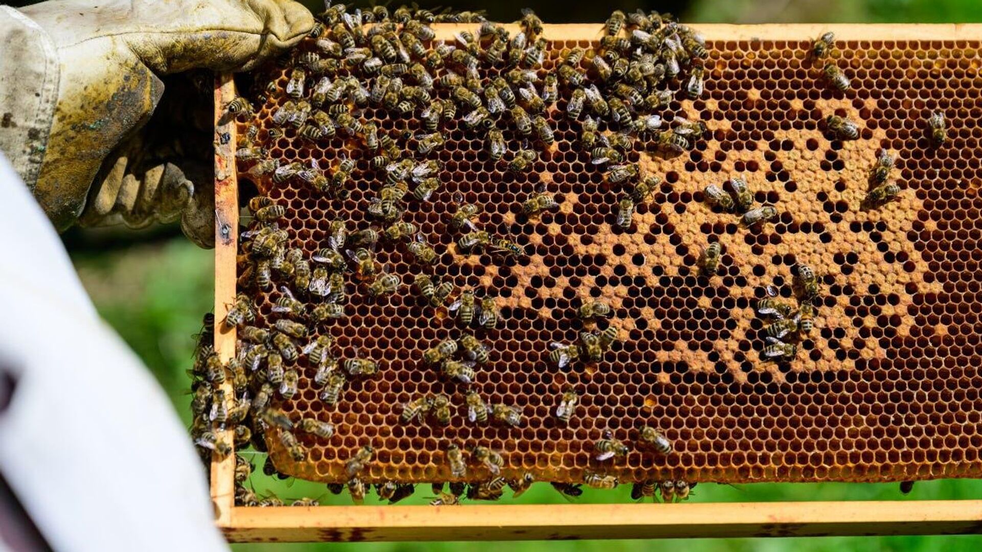 Les pesticides, y compris importés d'Europe et interdits dans l'UE, tuent les abeilles en Afrique de l'Est Les pesticides, y compris importés d'Europe et interdits dans l'UE, tuent les abeilles en Afrique de l'Est - Sputnik Afrique, 1920, 07.08.2025