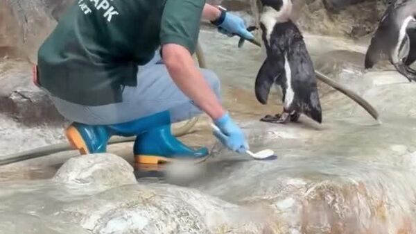 #viral | 'I Love You My Keeper' — Moscow Zoo Penguin Demands Cuddles - Sputnik Africa