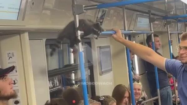 Moscou: un raton laveur prend le métro comme un pro - Sputnik Afrique