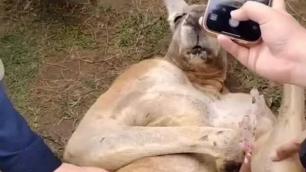 Un kangourou filou a simulé un évanouissement pour tromper les touristes - Sputnik Afrique