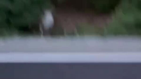 Rencontre insolite en Pologne: la balade du bouc et du sanglier - Sputnik Afrique