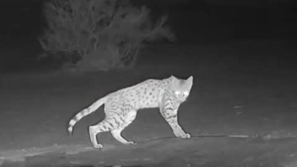 Élégance et amitié: une caméra dissimulée a filmé un renard et un chat sauvage buvant l'eau d'une même source - Sputnik Afrique